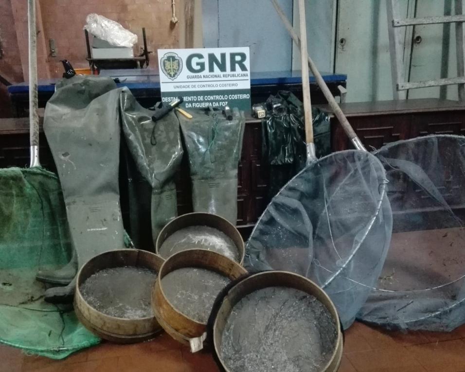 GNR apreendeu quatro quilos de meixão em Salreu. GNR apreendeu quatro quilos de meixão em Salreu.