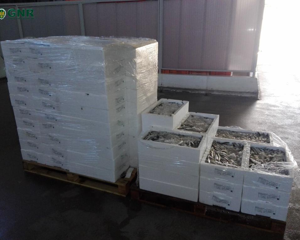 Gafanha da Nazaré: GNR apreendeu 495 quilos de biqueirão por 'fuga à lota'. Gafanha da Nazaré: GNR apreendeu 495 quilos de biqueirão por 'fuga à lota'.