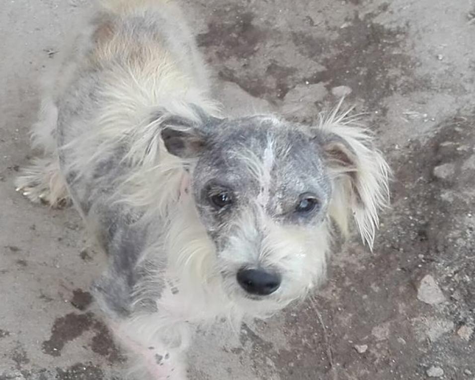 Aveiro: PAN pede intervenção em caso de saúde pública em Aradas. Aveiro: PAN pede intervenção em caso de saúde pública em Aradas.