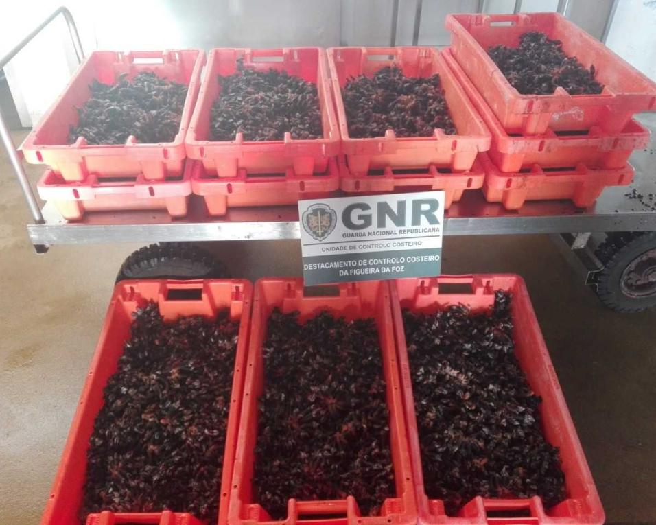 GNR: Apreendidos 70 quilos de percebes em São jacinto. GNR: Apreendidos 70 quilos de percebes em São jacinto.