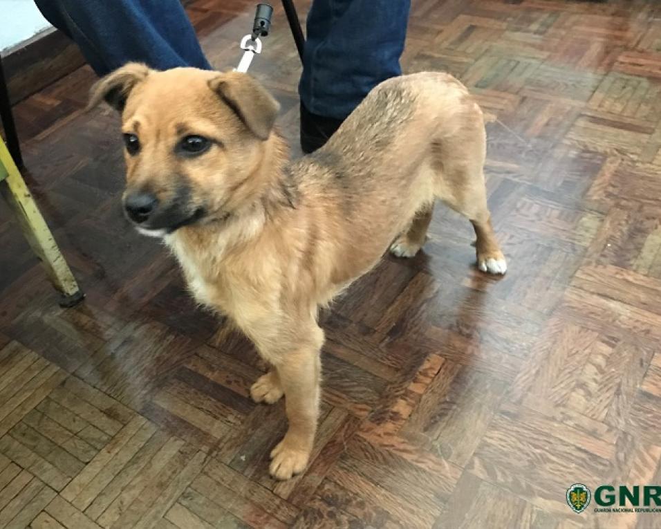 Águeda: GNR deteve homem que deu socos a cão na via pública. Águeda: GNR deteve homem que deu socos a cão na via pública.