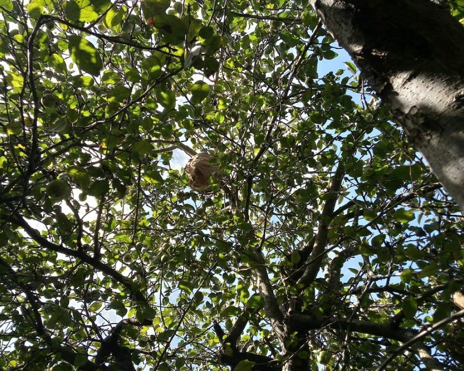 Anadia já eliminou mais de mil ninhos de vespa asitática desde 2016. Anadia já eliminou mais de mil ninhos de vespa asitática desde 2016.