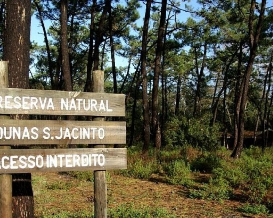Reserva de São Jacinto recebe plantação de 1200 árvores. Reserva de São Jacinto recebe plantação de 1200 árvores.