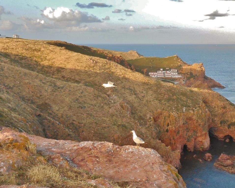 Estudo da UA identifica zonas marinhas de elevada importância para biodiversidade em Portugal.  Estudo da UA identifica zonas marinhas de elevada importância para biodiversidade em Portugal.