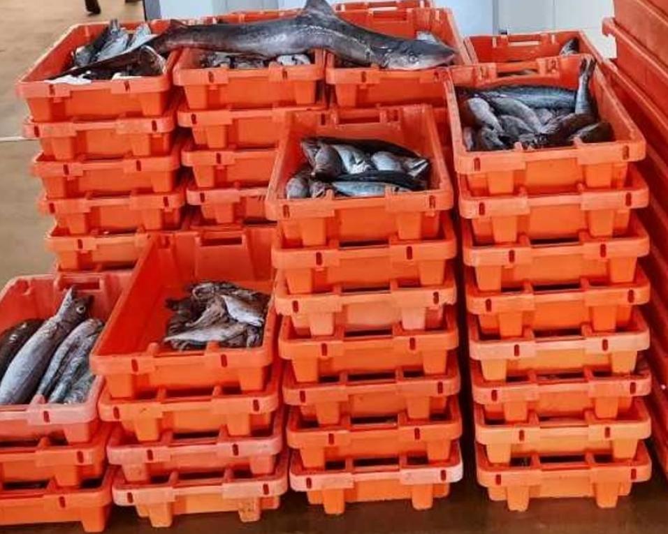 Gafanha da Nazaré: Apreensão de mais de uma tonelada de pescado fresco. Gafanha da Nazaré: Apreensão de mais de uma tonelada de pescado fresco.