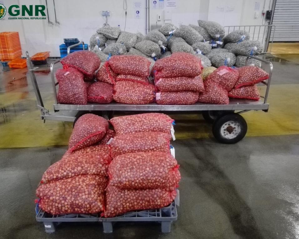 GNR: Duas toneladas de berbigão imaturo apreendidas na Gafanha da Nazaré. GNR: Duas toneladas de berbigão imaturo apreendidas na Gafanha da Nazaré.