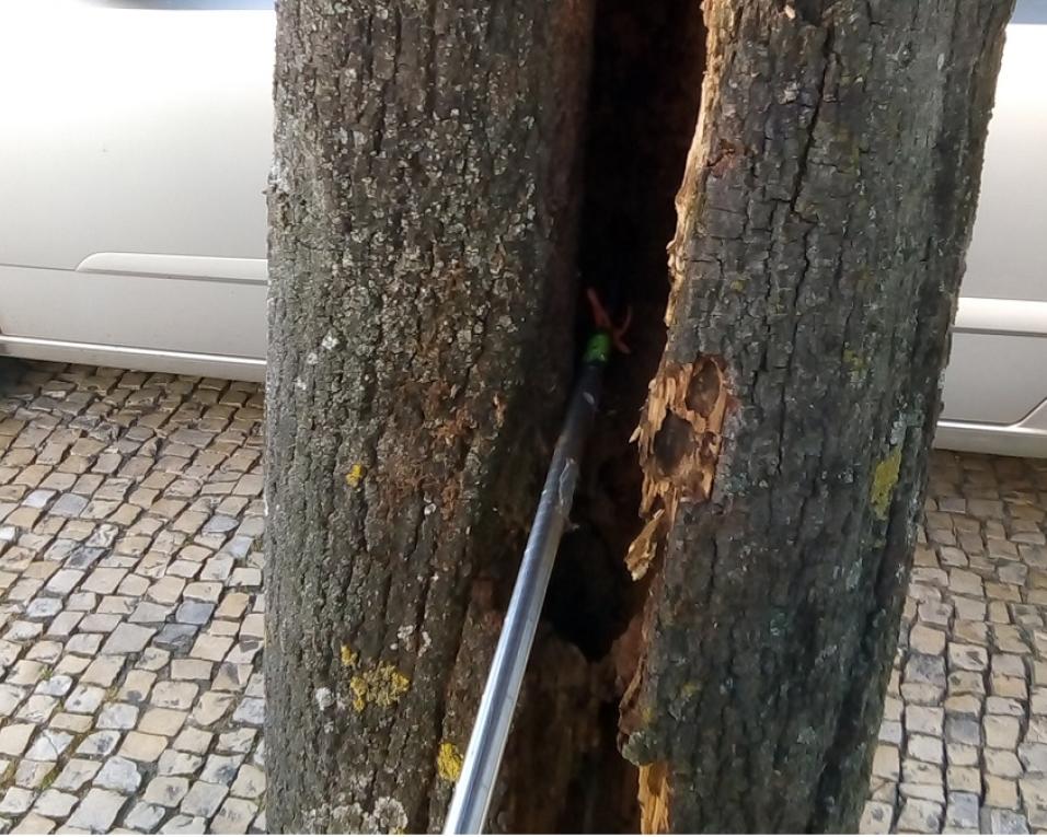 Estarreja avança para o abate preventivo de “árvores doentes”. Estarreja avança para o abate preventivo de “árvores doentes”.