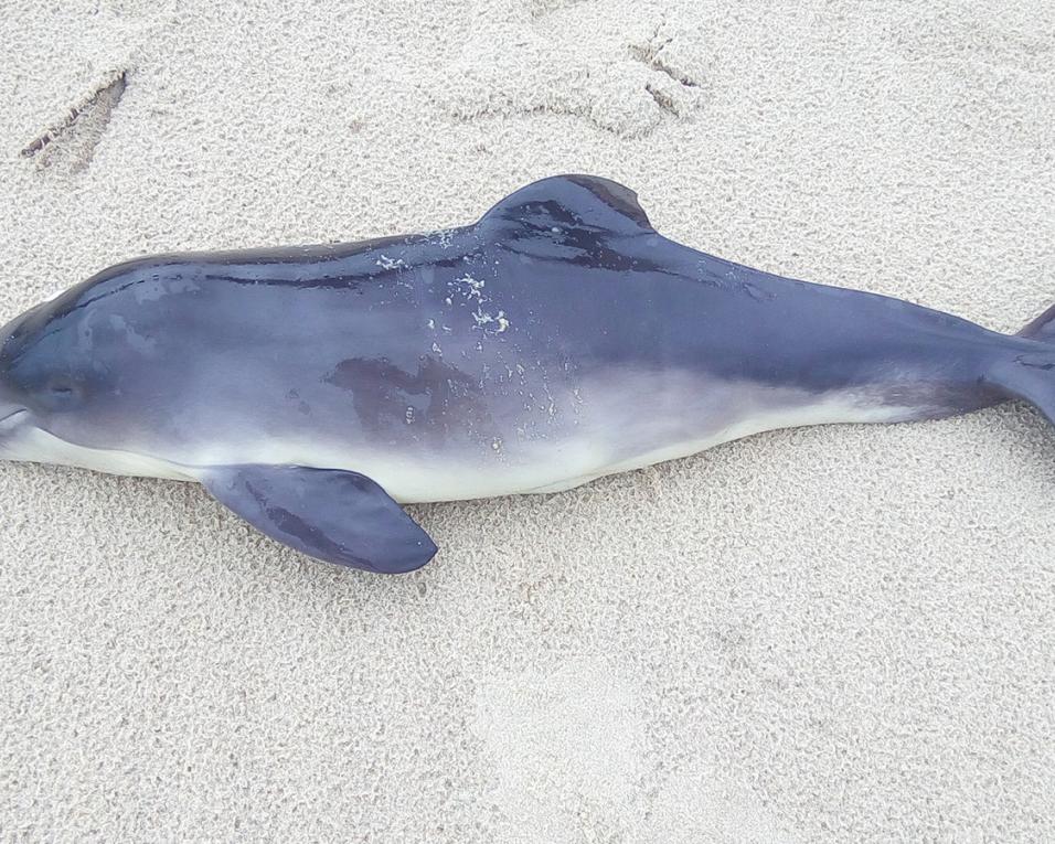 Investigadores do Ecomare falam em “número alarmante” de botos mortos na costa portuguesa. Investigadores do Ecomare falam em “número alarmante” de botos mortos na costa portuguesa.
