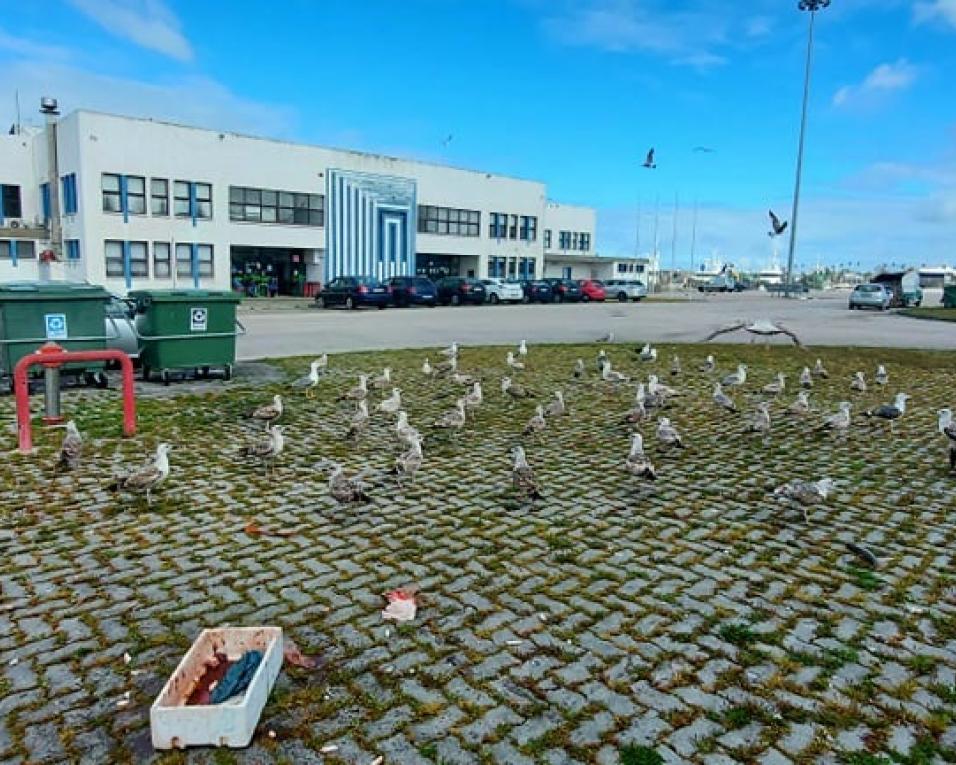 Apara quer videovigilância na Lota. Apara quer videovigilância na Lota.