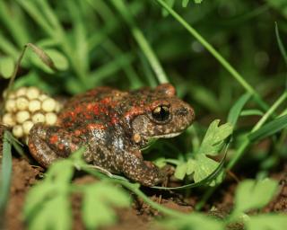 bioria apresenta guia de anfibios e repteis bioria apresenta guia de anfibios e repteis