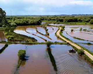 estarreja estreia documentario sobre producao de arroz estarreja estreia documentario sobre producao de arroz