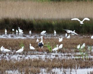 Salreu recebe IV Encontro de Veleiros e Encontro de Autocaravanistas. Salreu recebe IV Encontro de Veleiros e Encontro de Autocaravanistas.