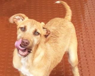 Aveiro: Campanha anual de Vacinação Antirrábica e de Identificação Eletrónica arranca a 1 de setembro. Aveiro: Campanha anual de Vacinação Antirrábica e de Identificação Eletrónica arranca a 1 de setembro.