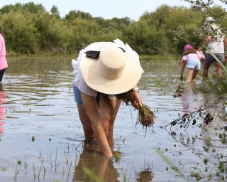 Estarreja: Monda é desafio para ajudar à produção de arroz no Baixo Vouga. Estarreja: Monda é desafio para ajudar à produção de arroz no Baixo Vouga.