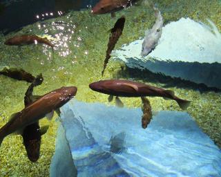 Ílhavo: Mar Film Festival começa com filmes produzidos nas escolas. Ílhavo: Mar Film Festival começa com filmes produzidos nas escolas.