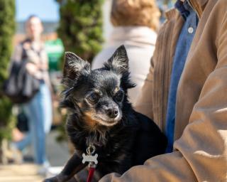 Ílhavo lança nova campanha de vacinação antirrábica e identificação eletrónica de cães.  Ílhavo lança nova campanha de vacinação antirrábica e identificação eletrónica de cães.